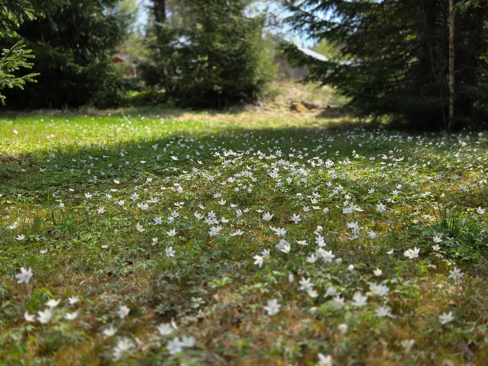 Villa, Segenässätern 20, Segenässätern, Torsby