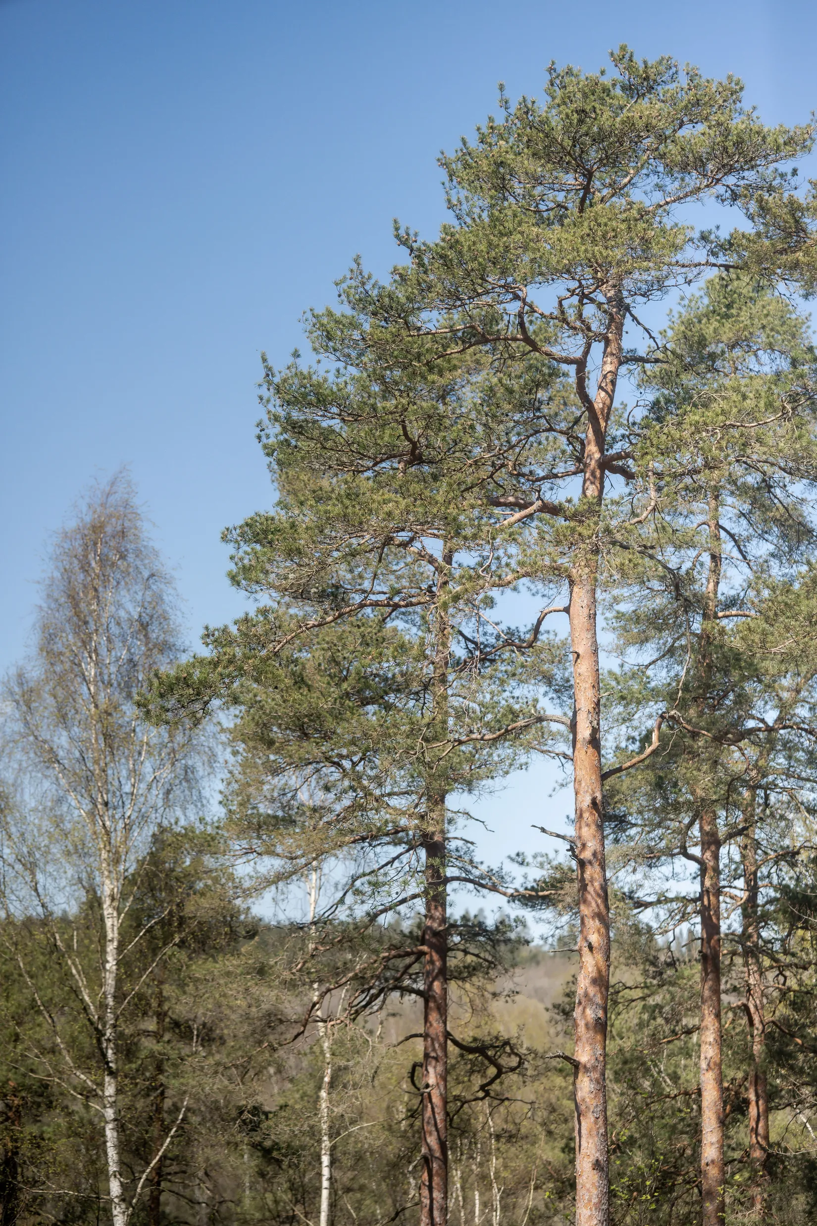 Bostadsrätt, Fjällgatan 48A, Tullen, Borås