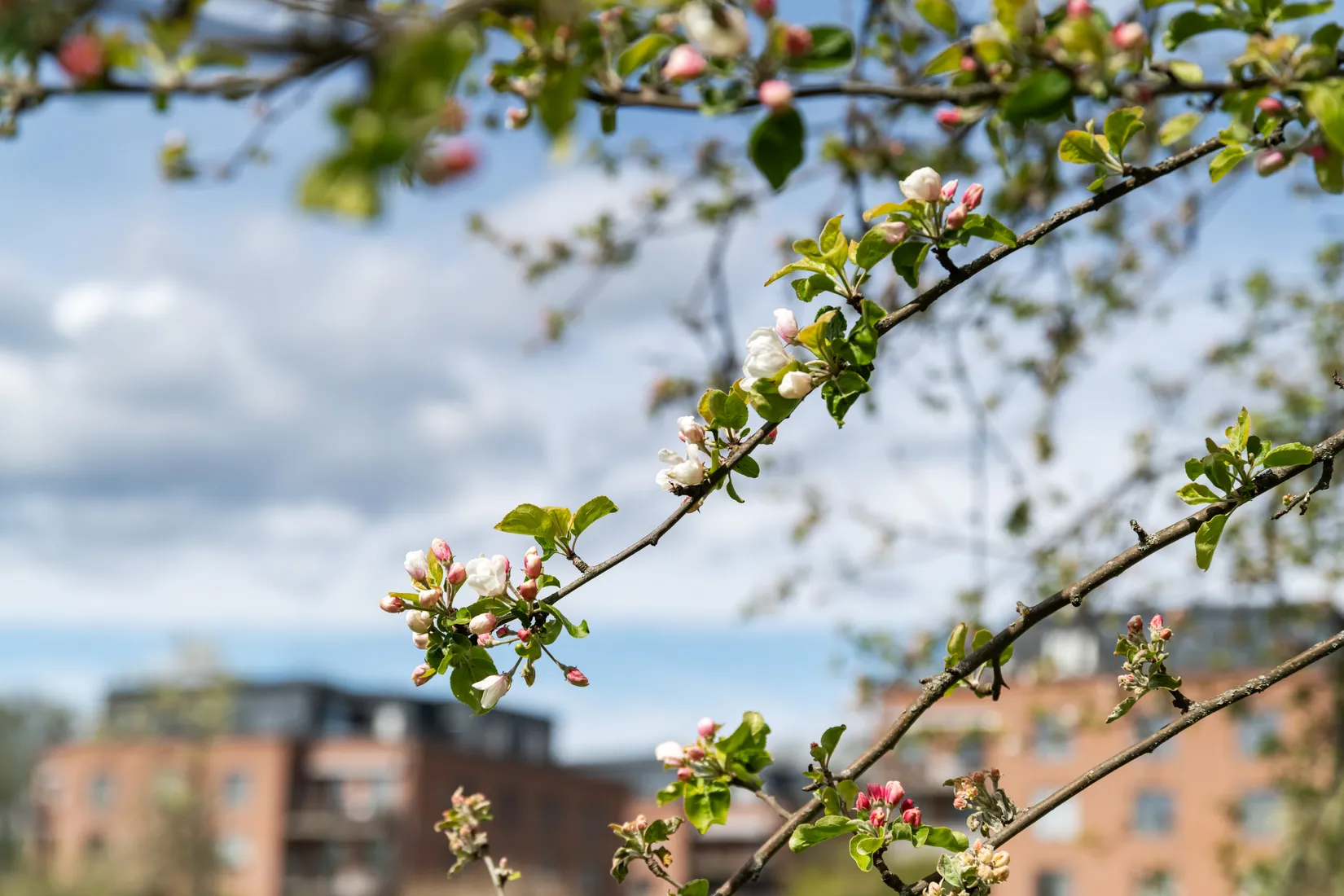 Bostadsrätt, Dora Lamms gata 8, Näsbypark Sjösidan, Täby