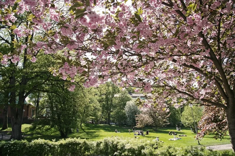 Bostadsrätt, Spaldingsgatan 9, Johanneberg, Göteborg
