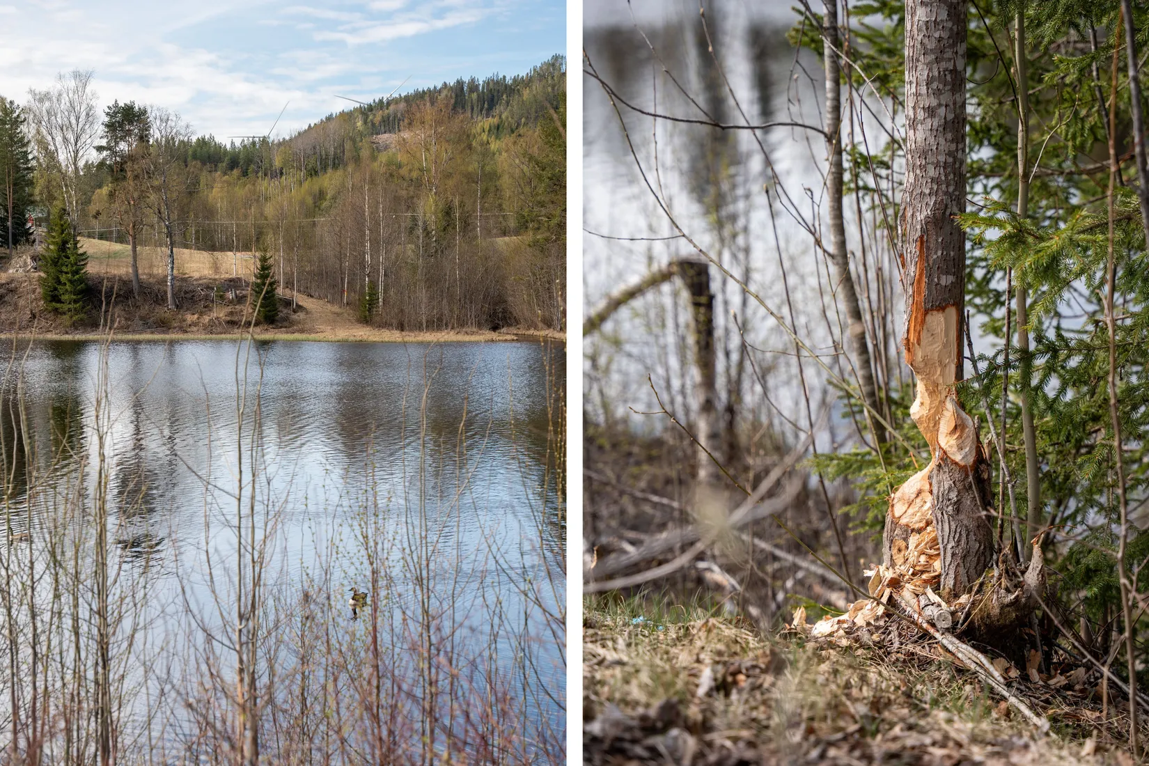 Gård/Skog, Forsmo 228, Sollefteå