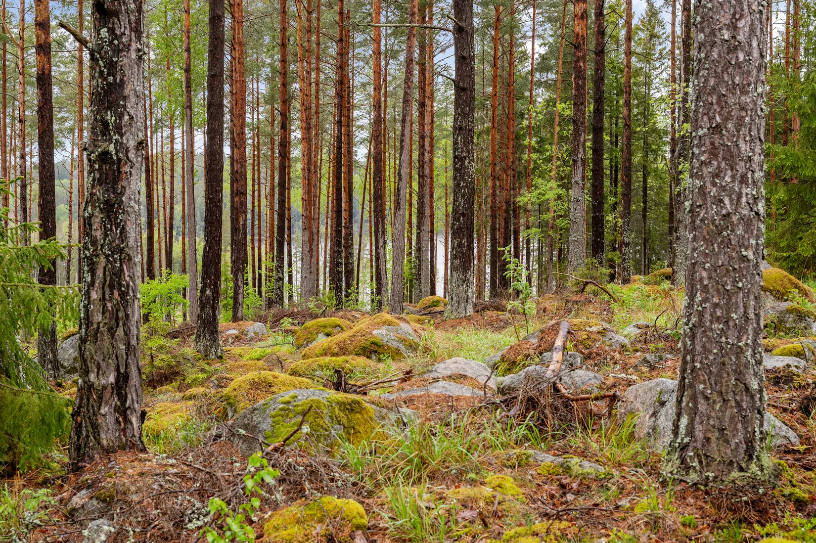 Fritidshus, Törndalsvägen 15, Törndal/Harva, Upplands Väsby