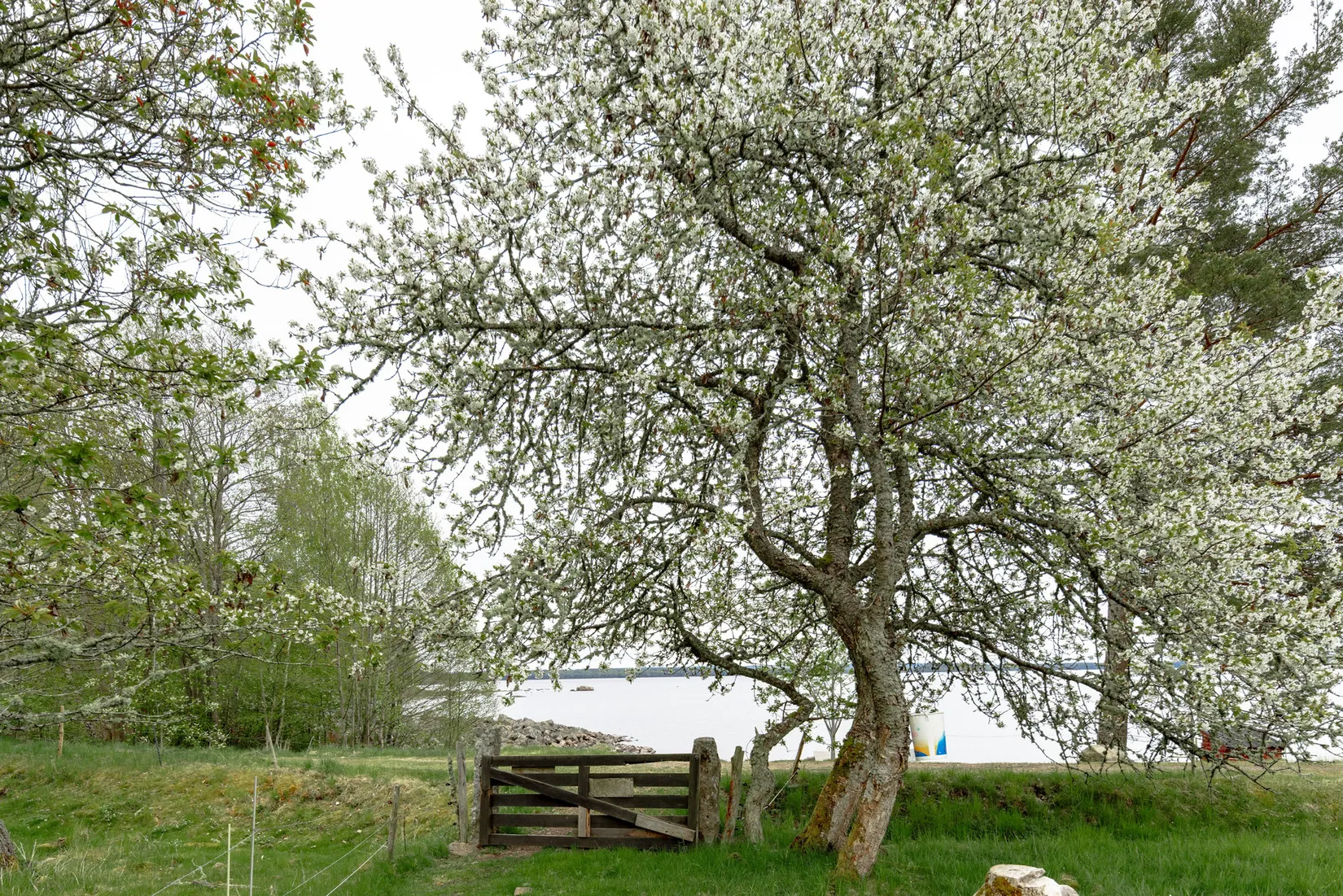 Gård/Skog, Sandreda Skattegård 1, Braås, Växjö