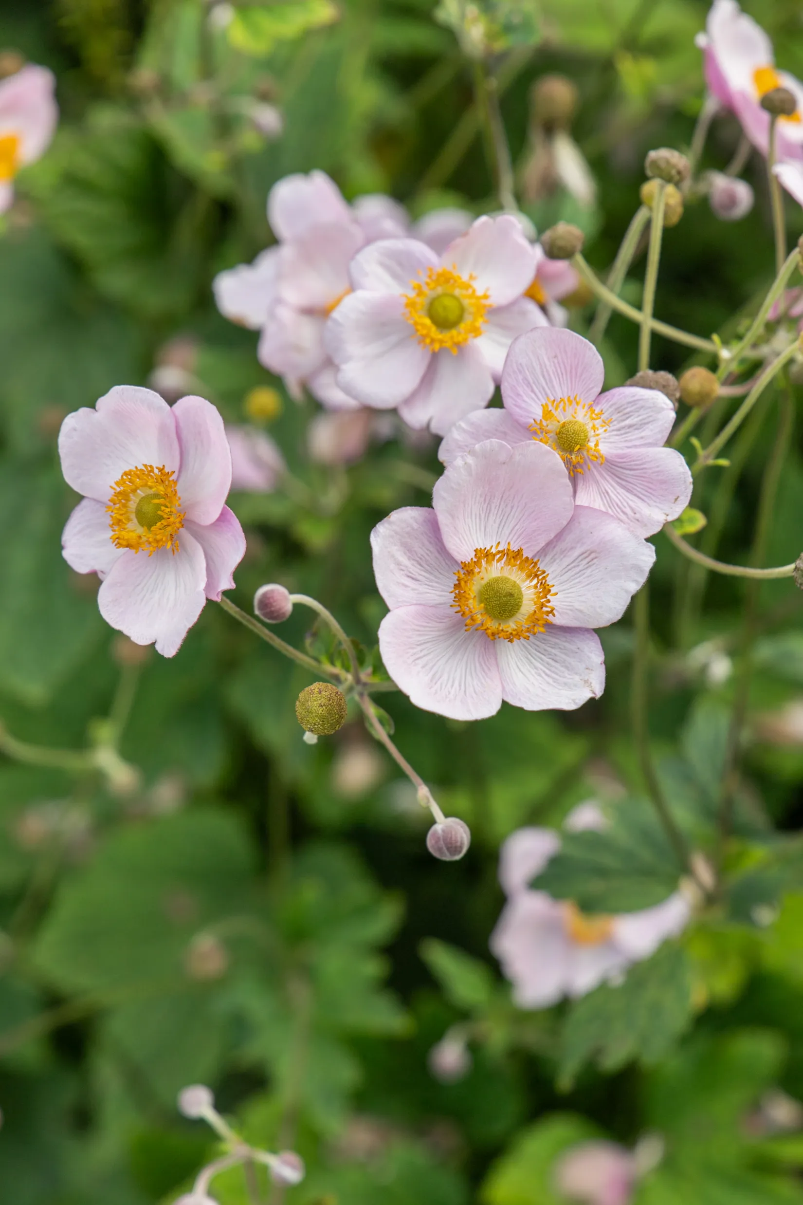 Villa, Radhus, Vasavägen 214H, Rotebro, Sollentuna