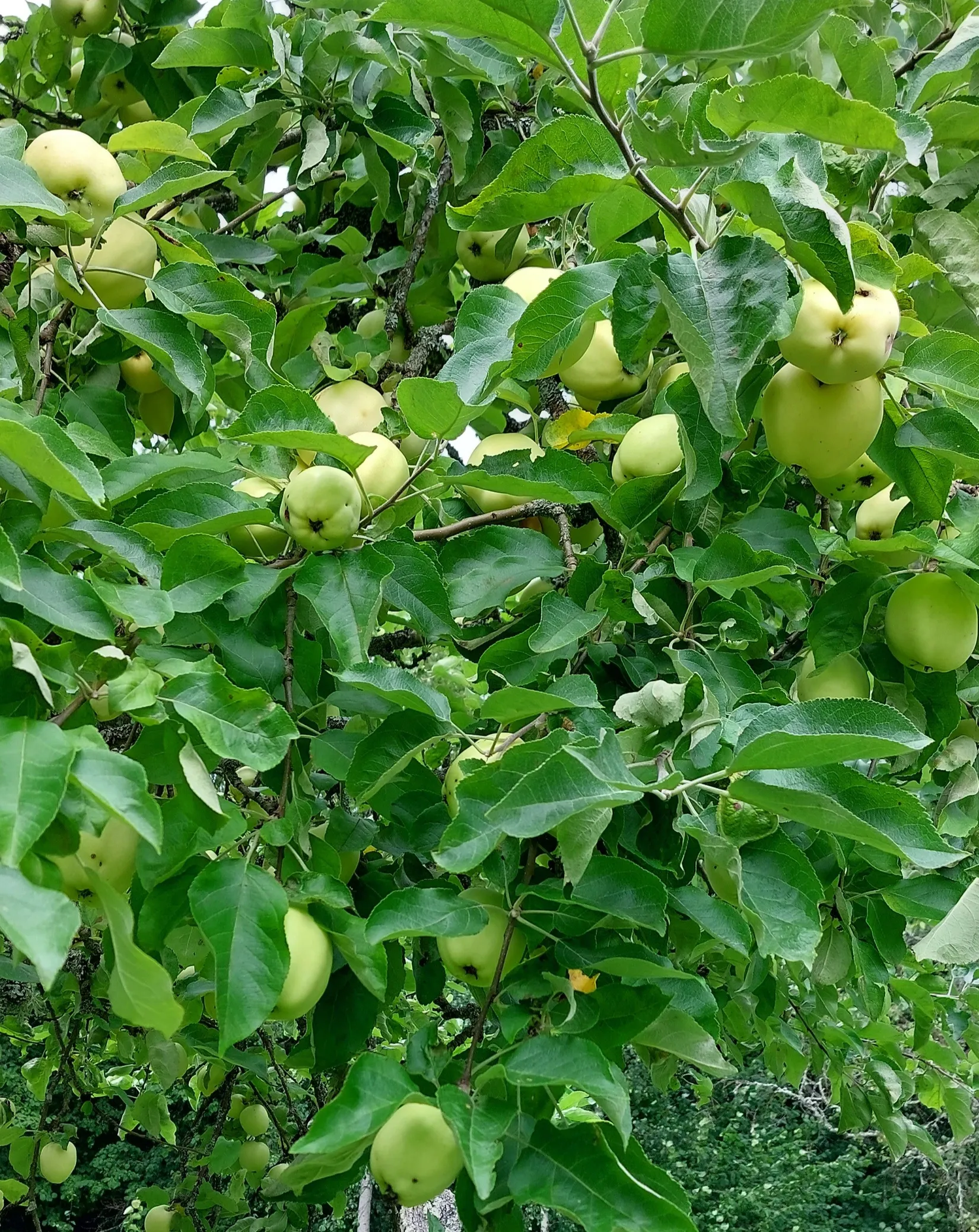 Övrigt, Ekedals byväg 27, Ekedal/Ådran, Huddinge