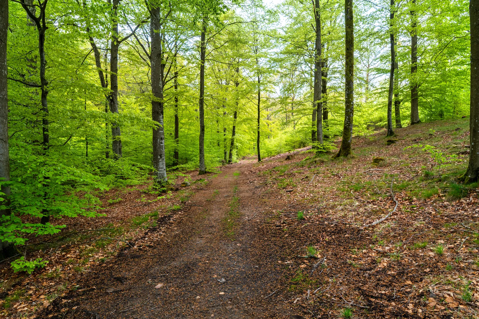 Gård/Skog, Faxerödsvägen 112, Hjärnarp, Ängelholm
