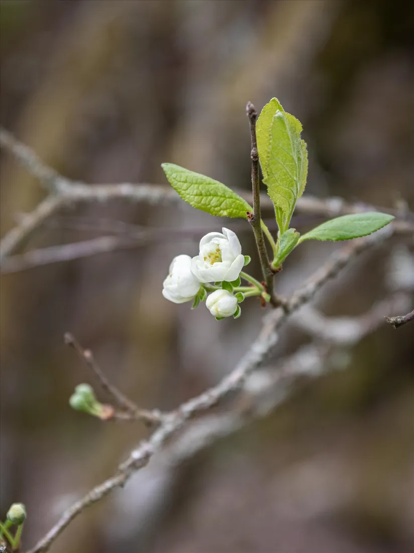 Fritidshus, Krösslätt 1, Trollhättan