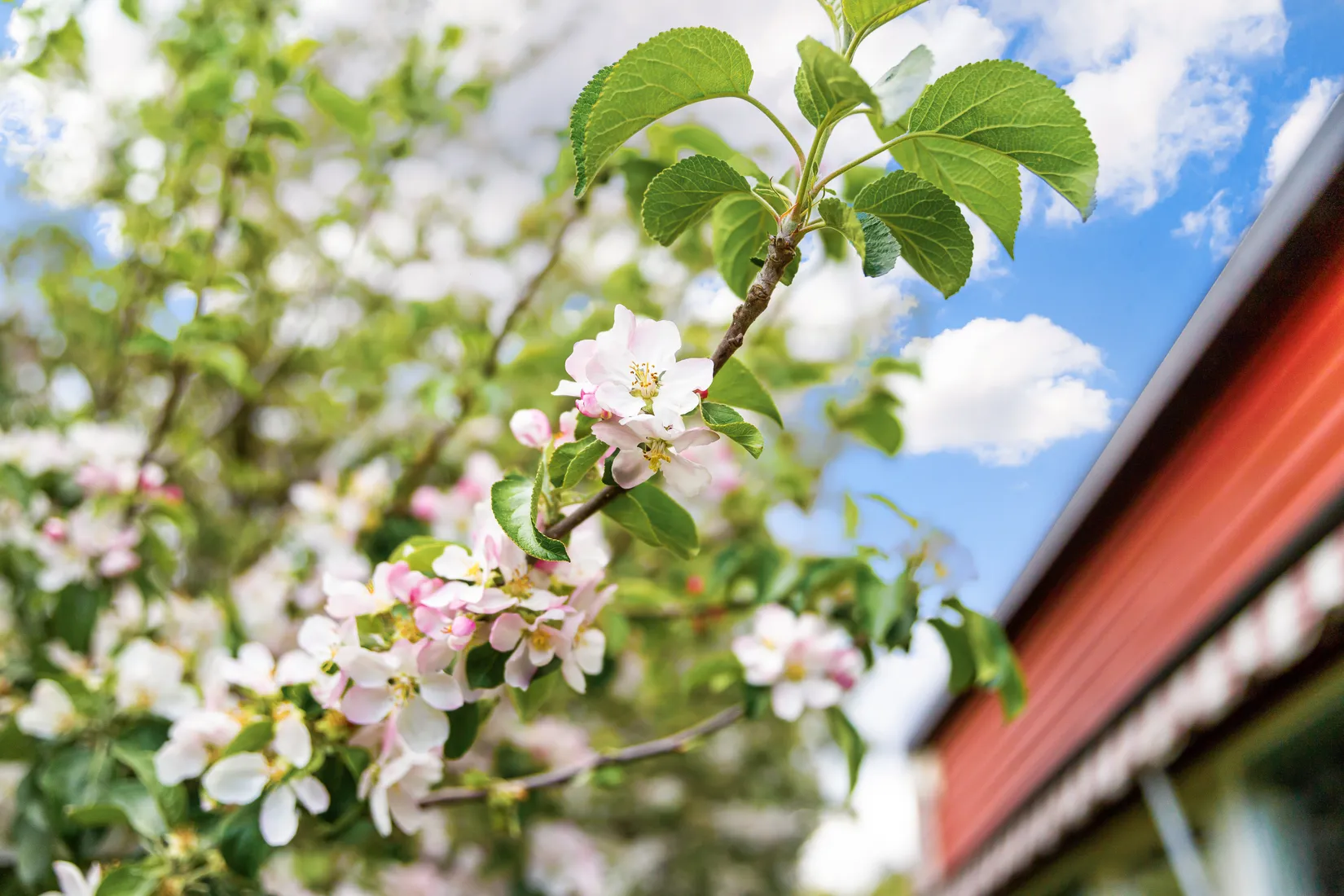Radhus, Storskogsvägen 28, Norby, Uppsala