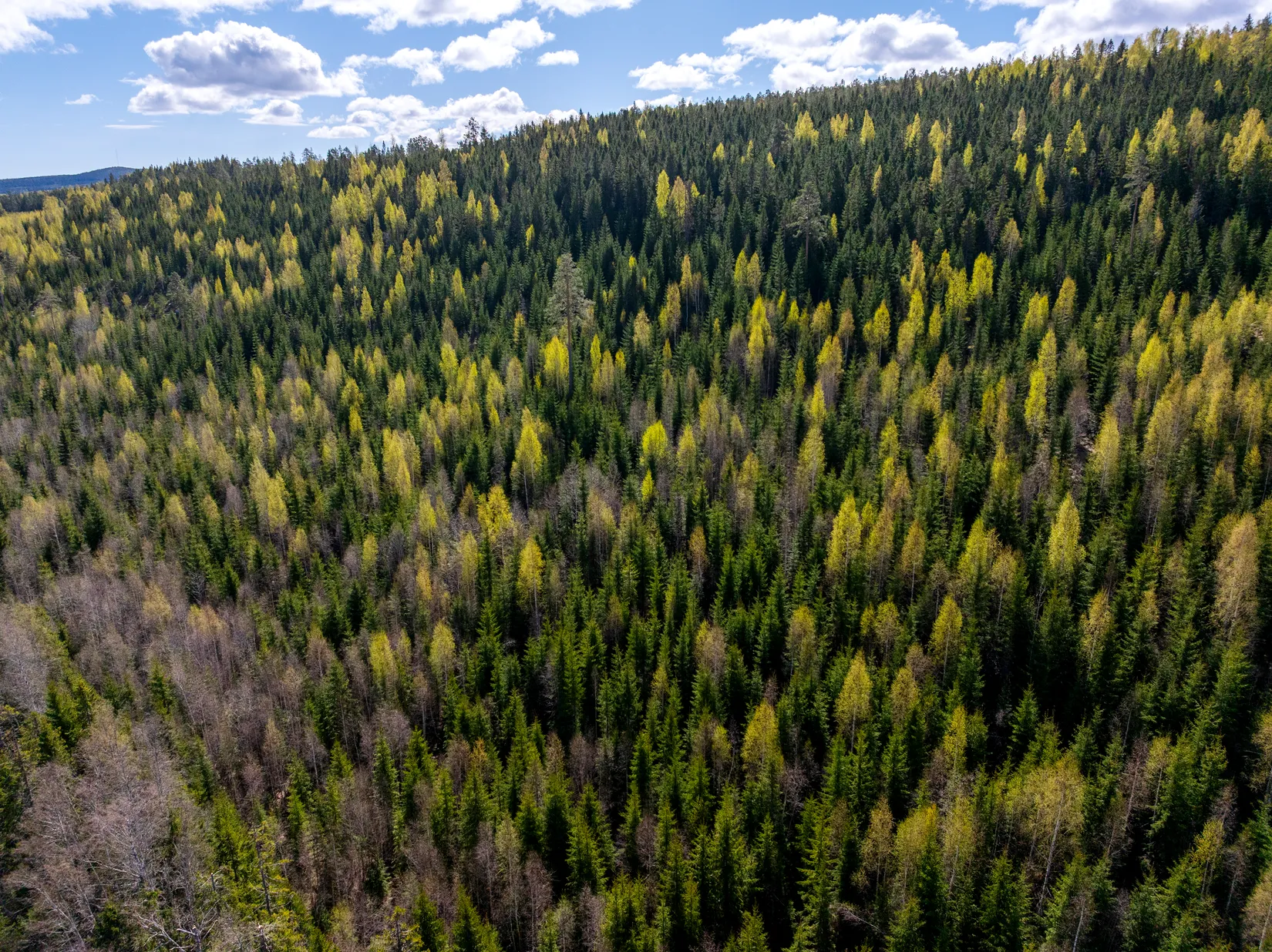 Gård/Skog, Sundsvall Lillro 1:45, Lillro, Sundsvall