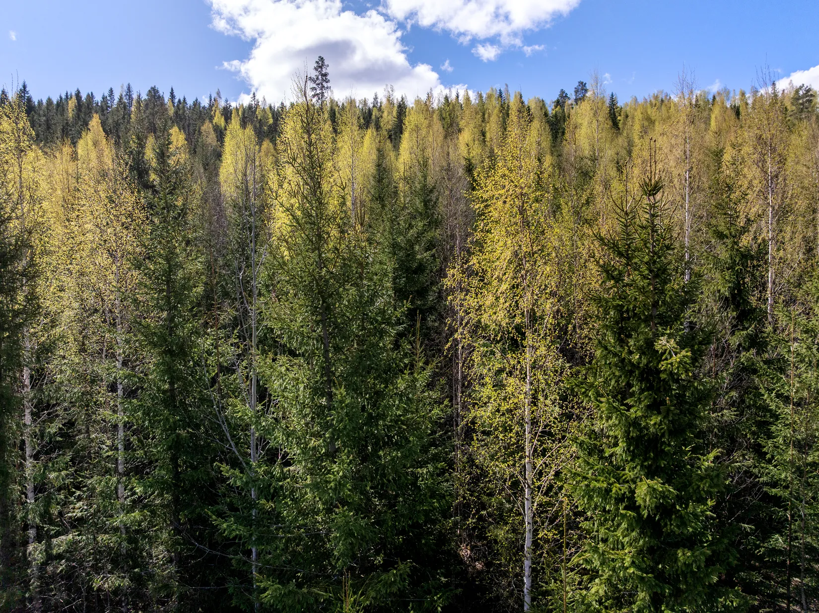 Gård/Skog, Sundsvall Lillro 1:45, Lillro, Sundsvall