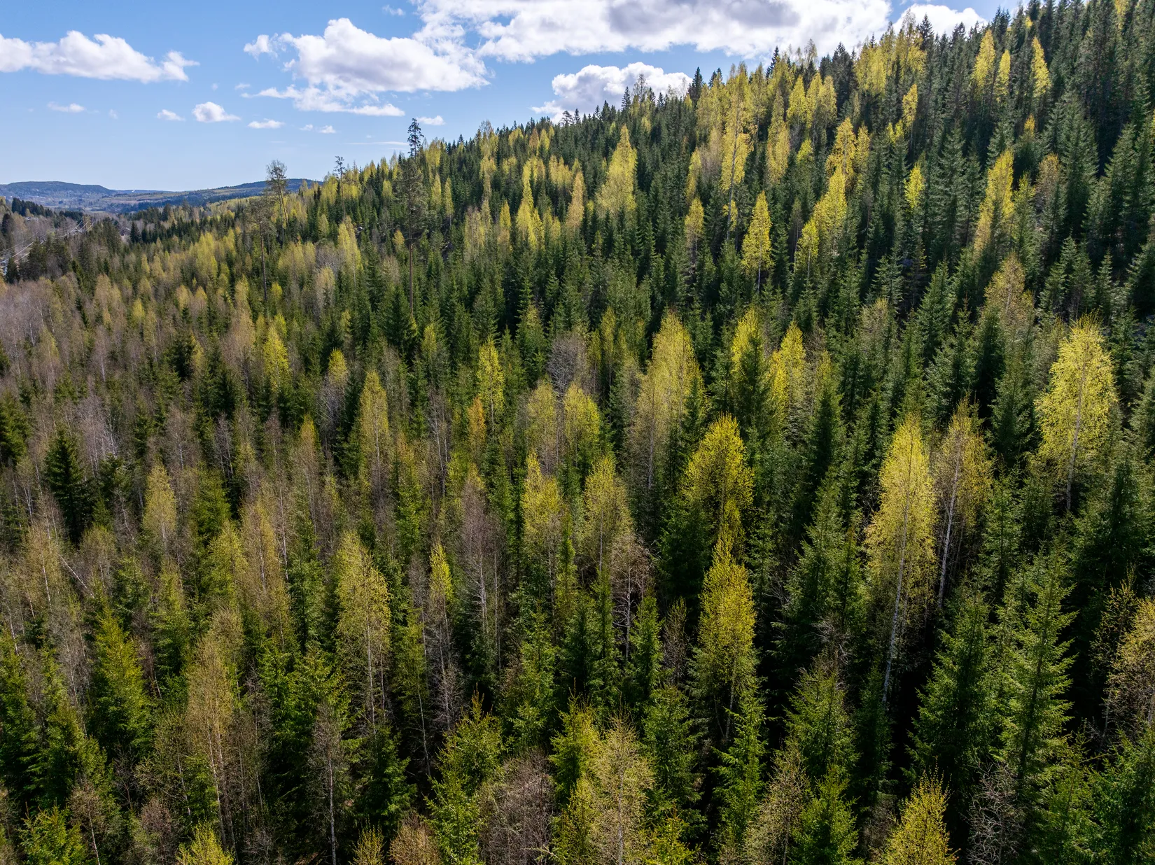 Gård/Skog, Sundsvall Lillro 1:45, Lillro, Sundsvall