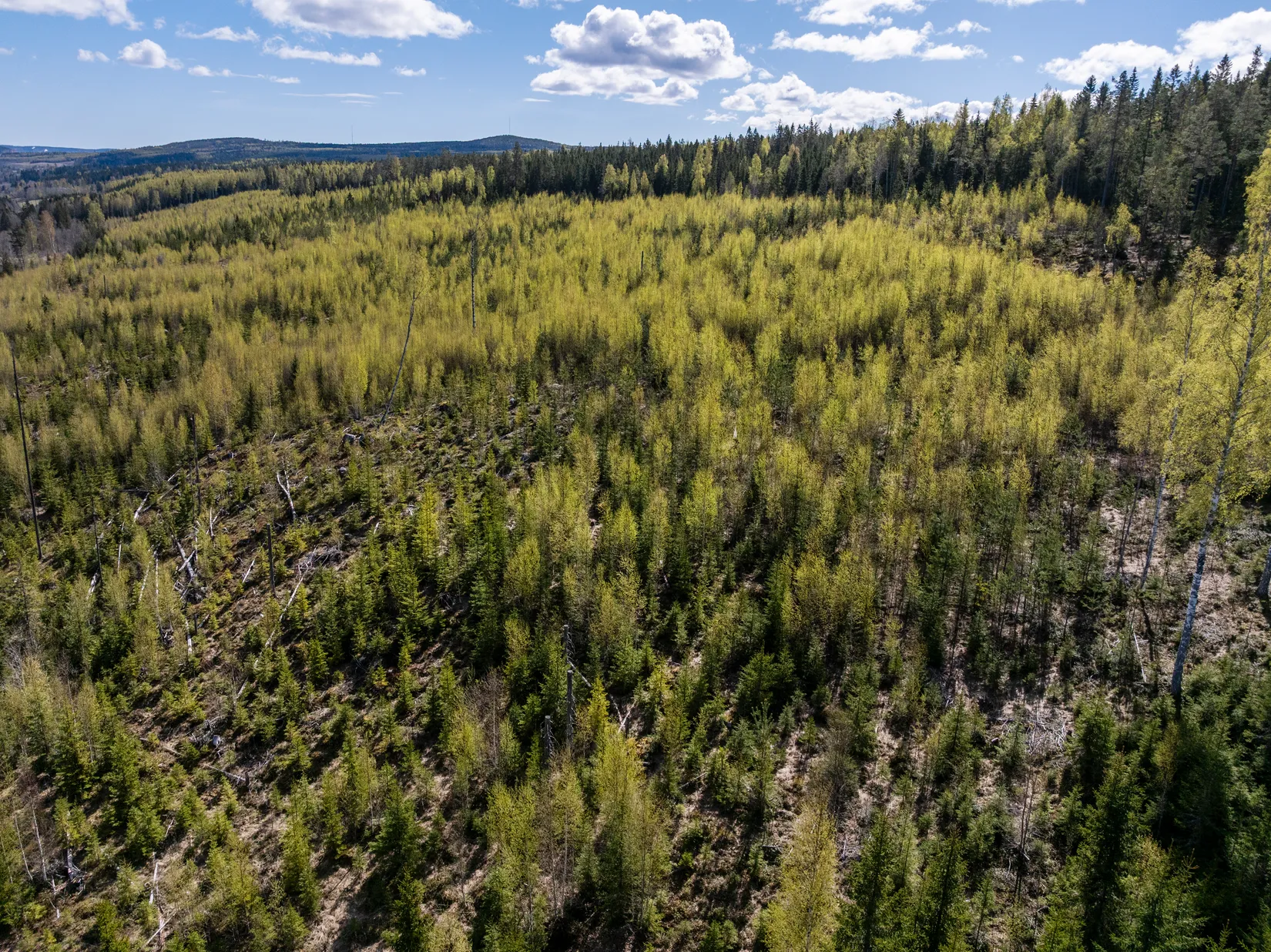 Gård/Skog, Sundsvall Lillro 1:45, Lillro, Sundsvall