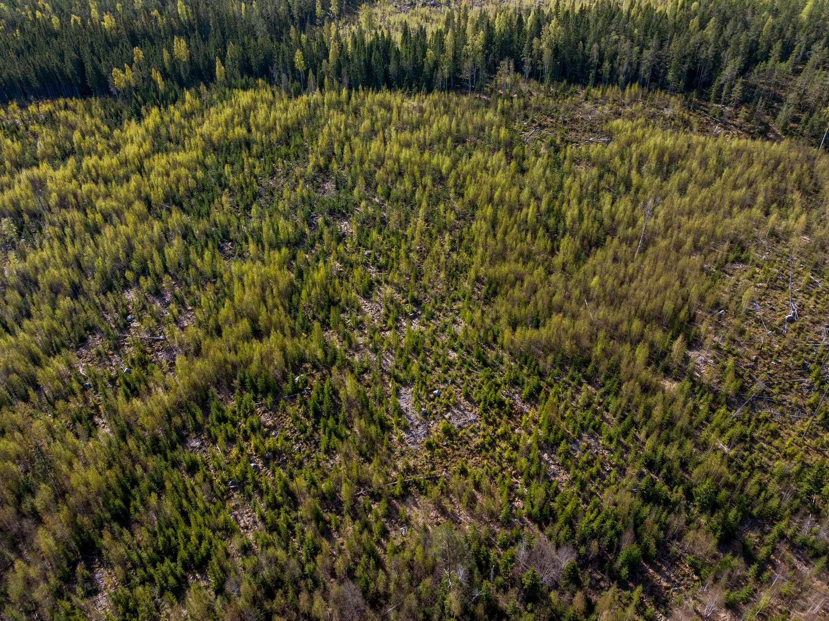 Gård/Skog, Sundsvall Lillro 1:45, Lillro, Sundsvall