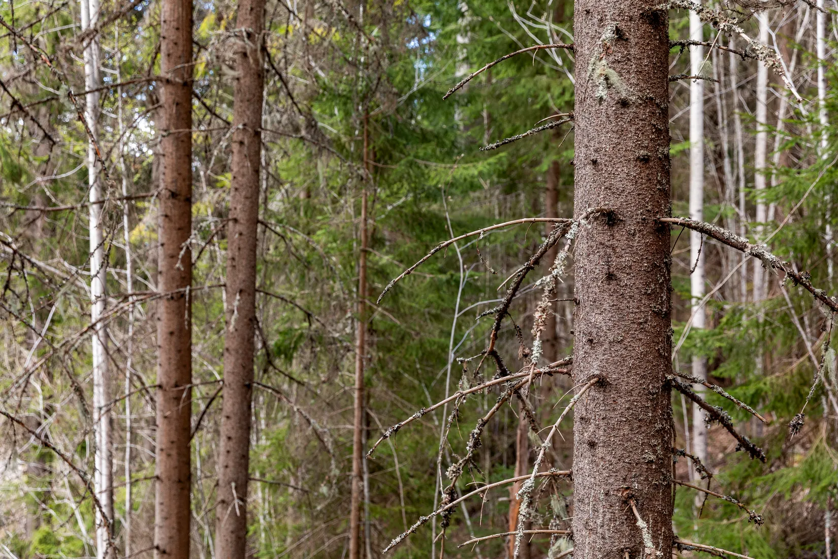 Gård/Skog, Sundsvall Lillro 1:45, Lillro, Sundsvall