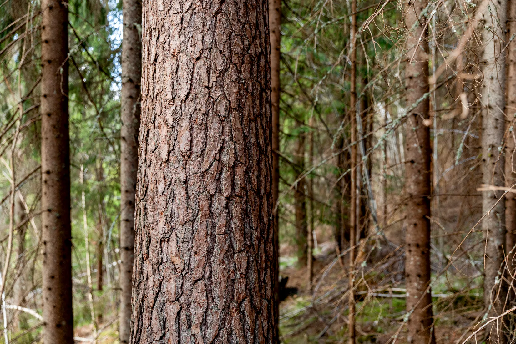 Gård/Skog, Sundsvall Lillro 1:45, Lillro, Sundsvall