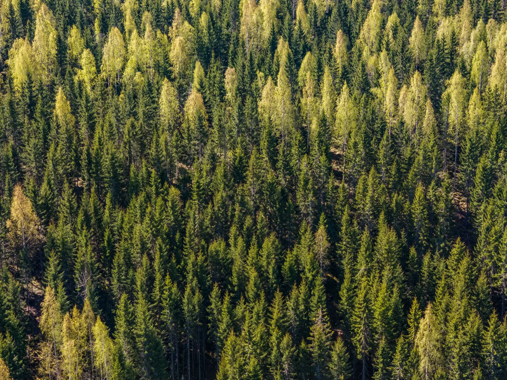 Gård/Skog, Sundsvall Lillro 1:45, Lillro, Sundsvall