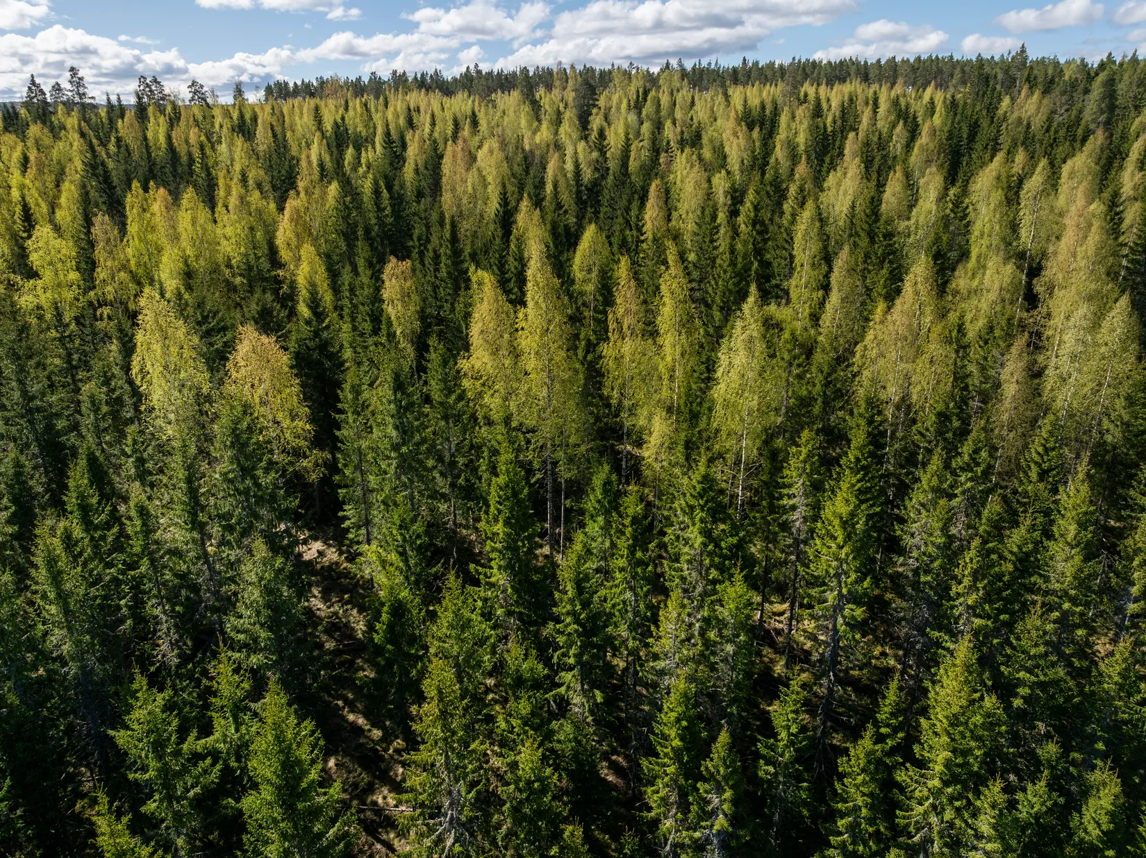 Gård/Skog, Sundsvall Lillro 1:45, Lillro, Sundsvall
