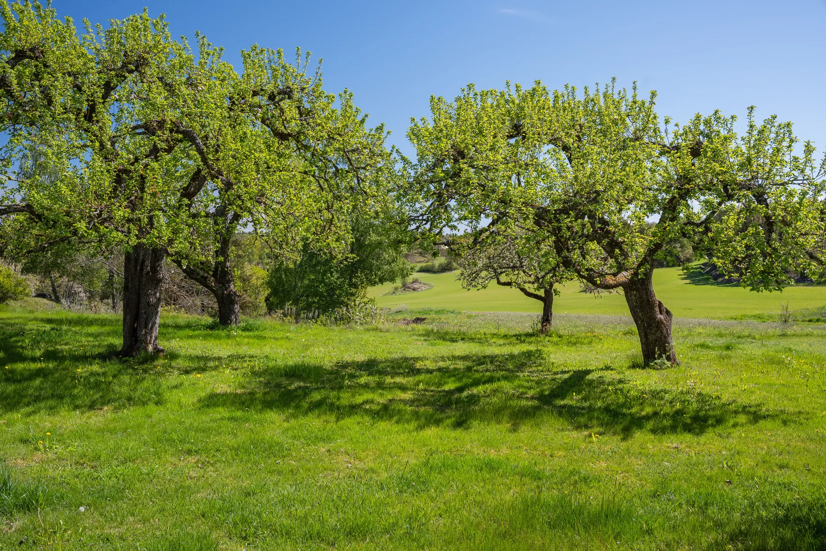 Gård/Skog, Mogata Djursnäs gård 1, Mogata, Söderköping