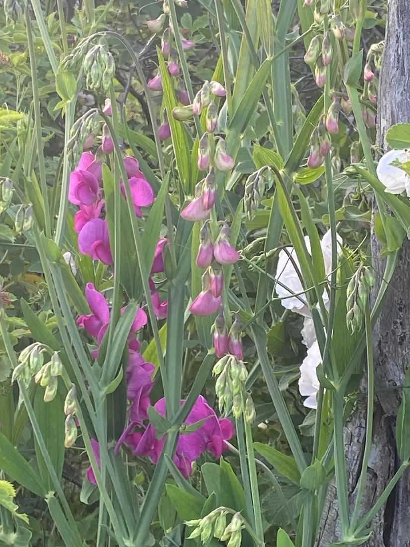Fritidshus, Vallmarvägen 50, Herräng, Norrtälje