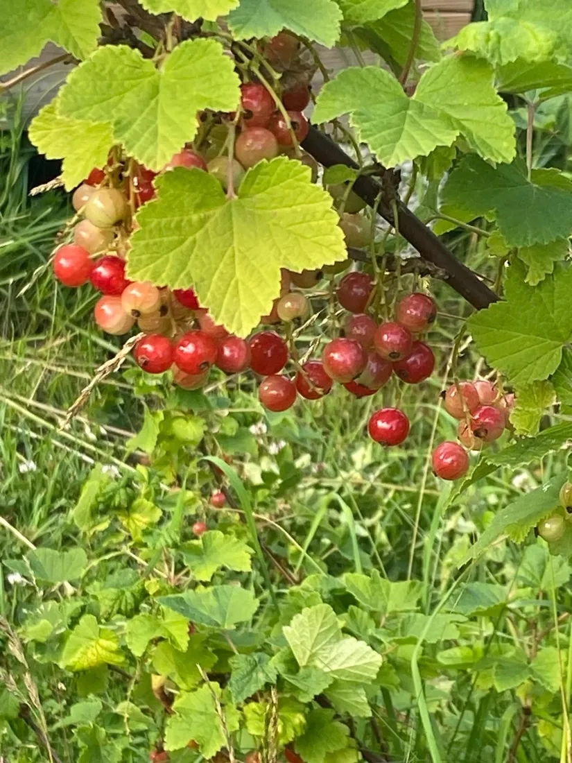 Fritidshus, Vallmarvägen 50, Herräng, Norrtälje