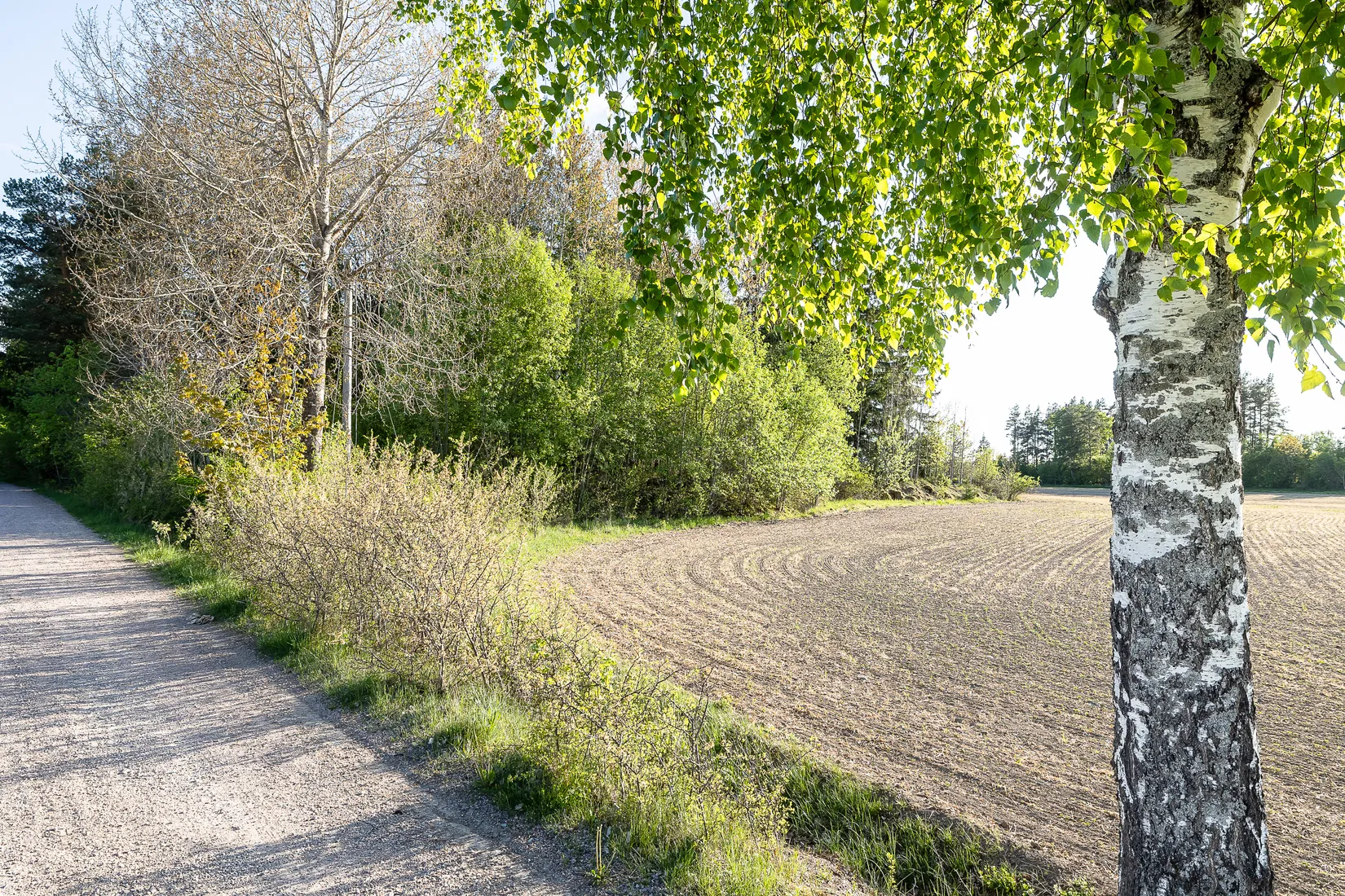 Tomt, Skäggesta Rönneberga 17, Börje, Uppsala