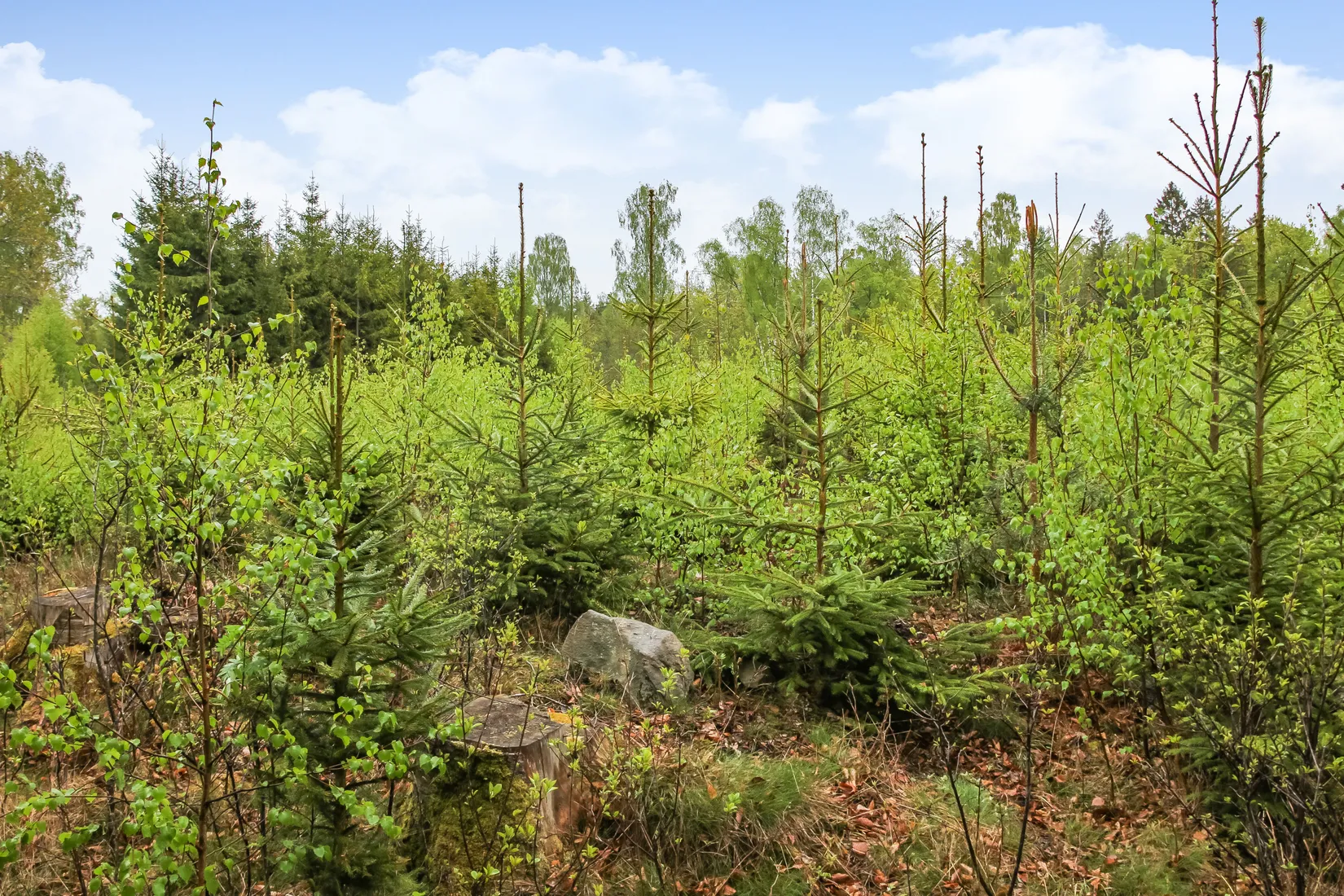 Gård/Skog, Bassköpsvägen 466, Bockeboda, Kristianstad