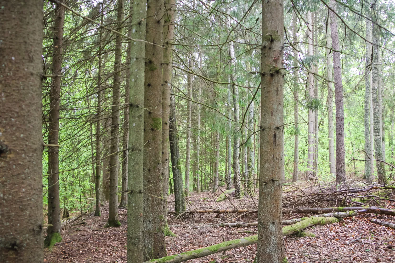 Gård/Skog, Bassköpsvägen 466, Bockeboda, Kristianstad
