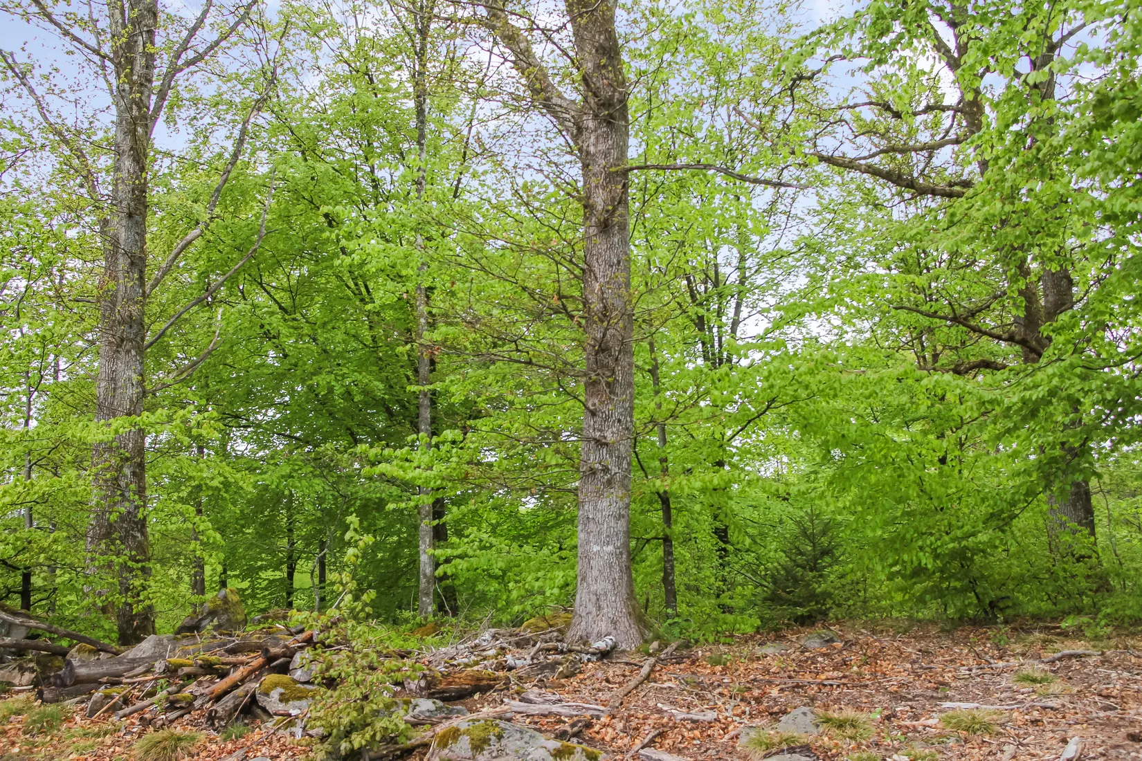 Gård/Skog, Bassköpsvägen 466, Bockeboda, Kristianstad