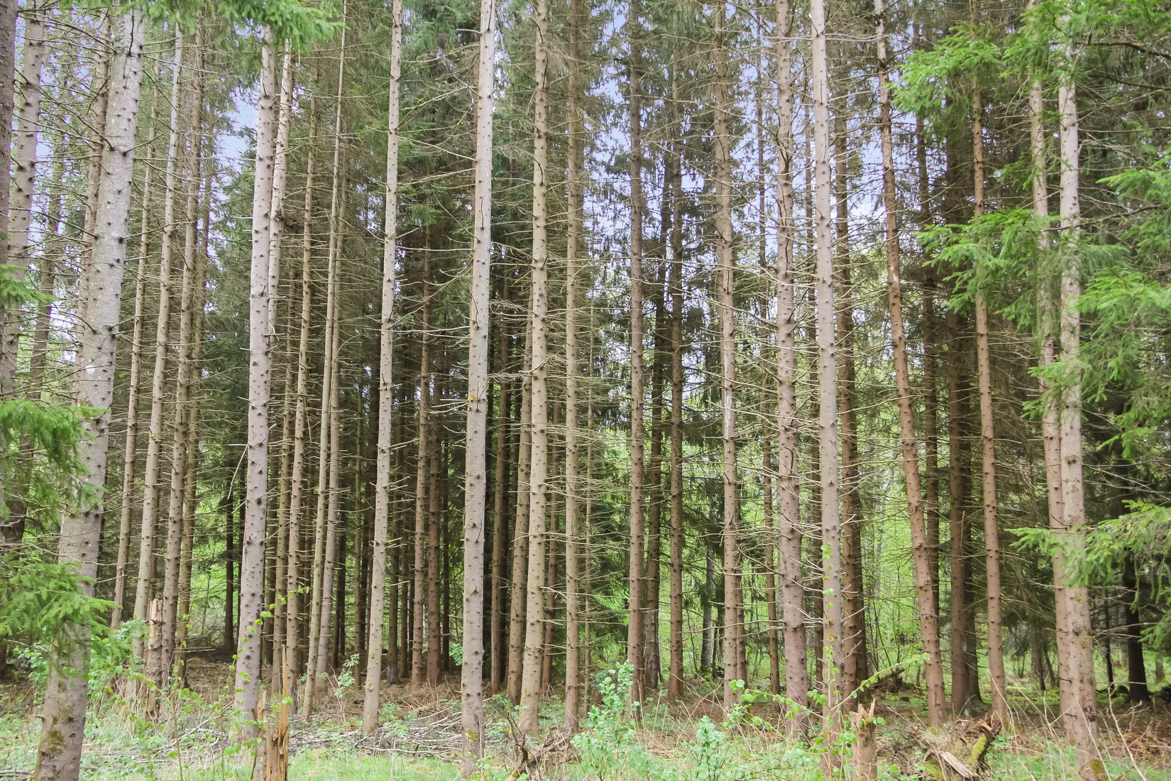 Gård/Skog, Bassköpsvägen 466, Bockeboda, Kristianstad