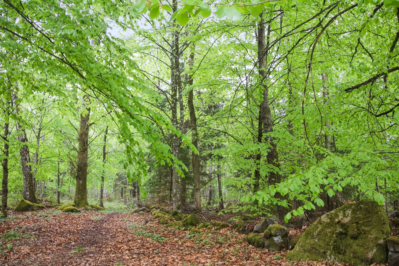 Gård/Skog, Bassköpsvägen 466, Bockeboda, Kristianstad