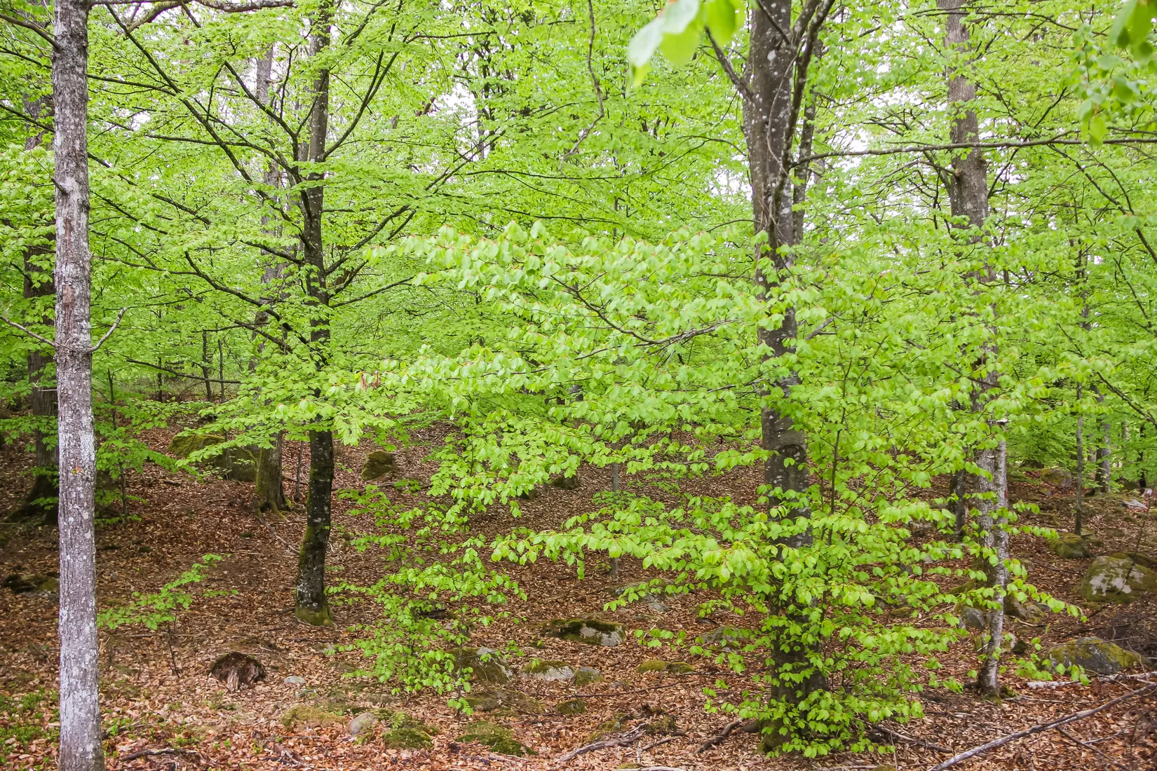 Gård/Skog, Bassköpsvägen 466, Bockeboda, Kristianstad