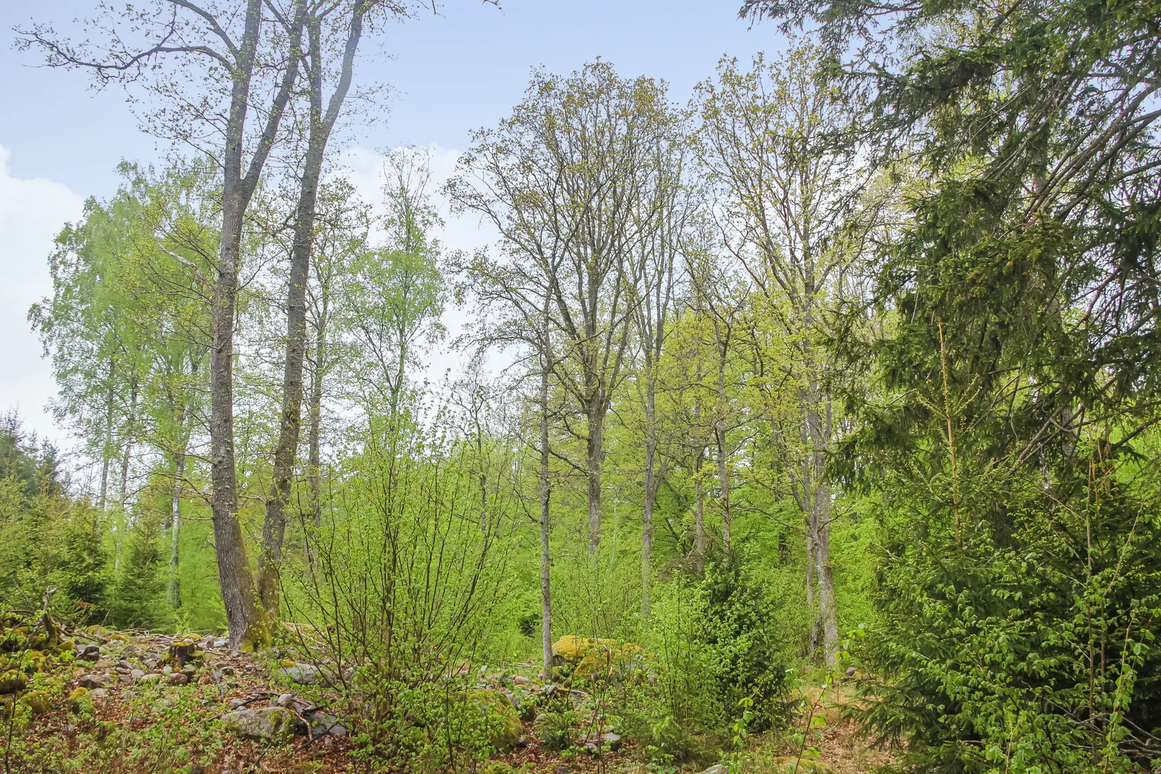 Gård/Skog, Bassköpsvägen 466, Bockeboda, Kristianstad
