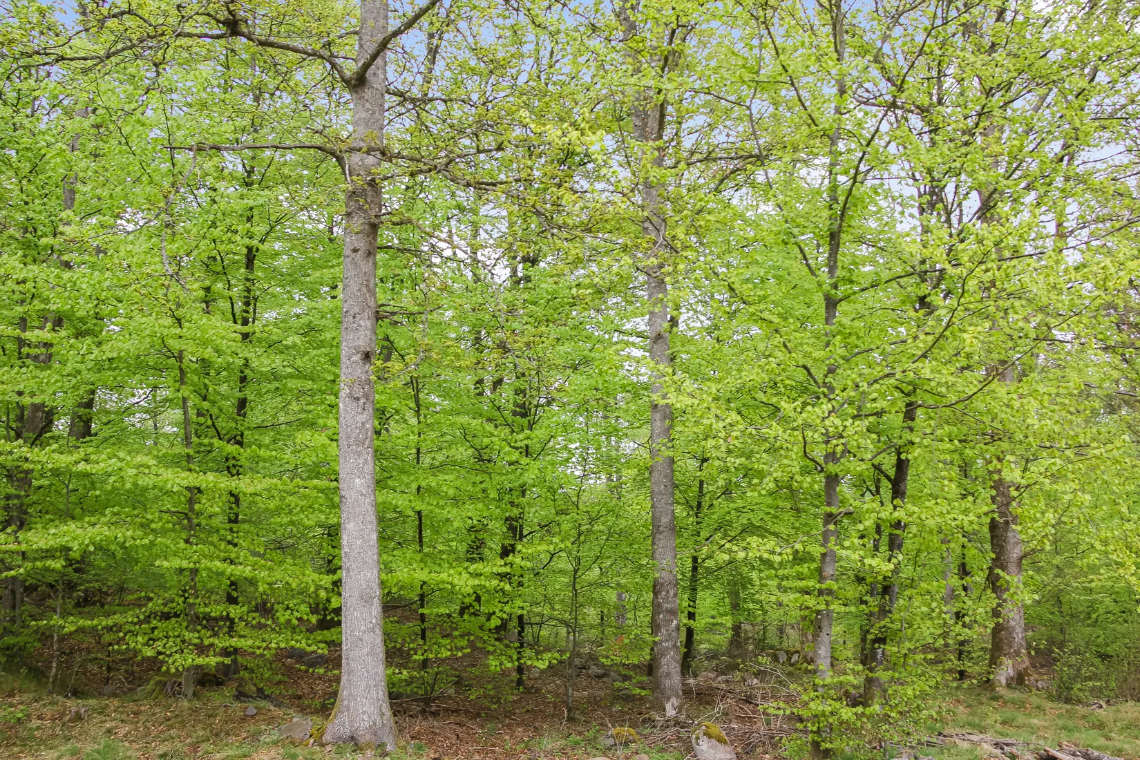 Gård/Skog, Bassköpsvägen 466, Bockeboda, Kristianstad
