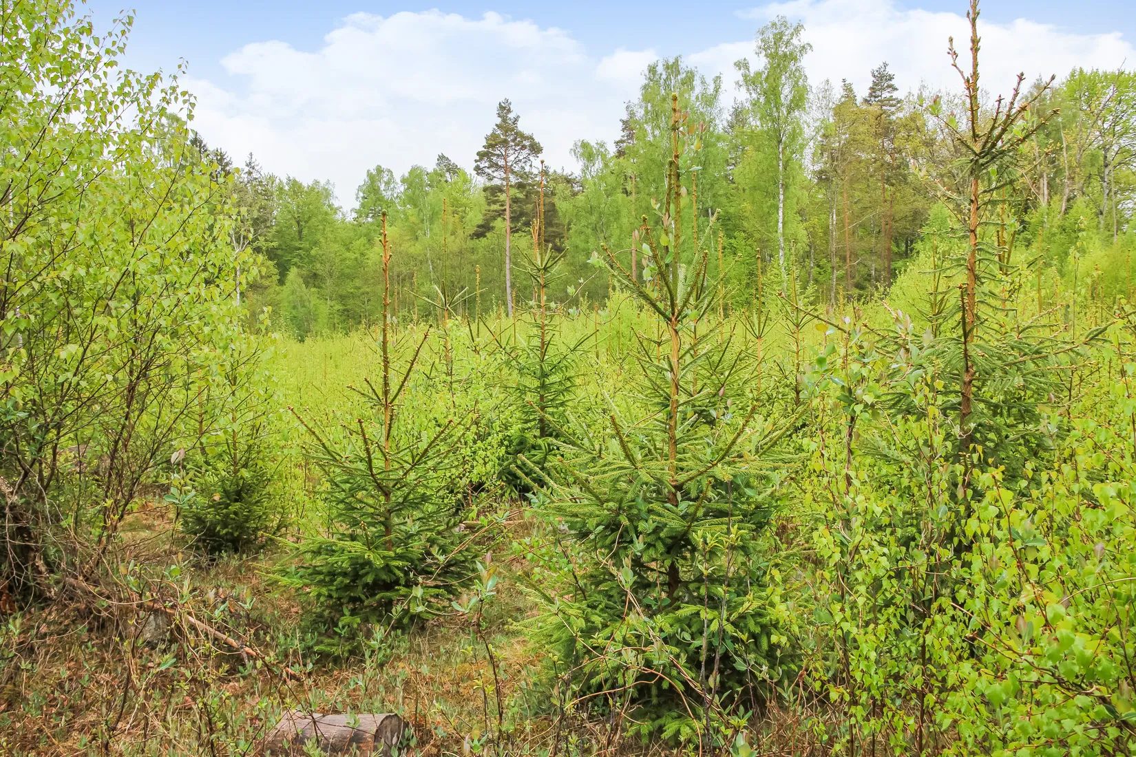 Gård/Skog, Bassköpsvägen 466, Bockeboda, Kristianstad