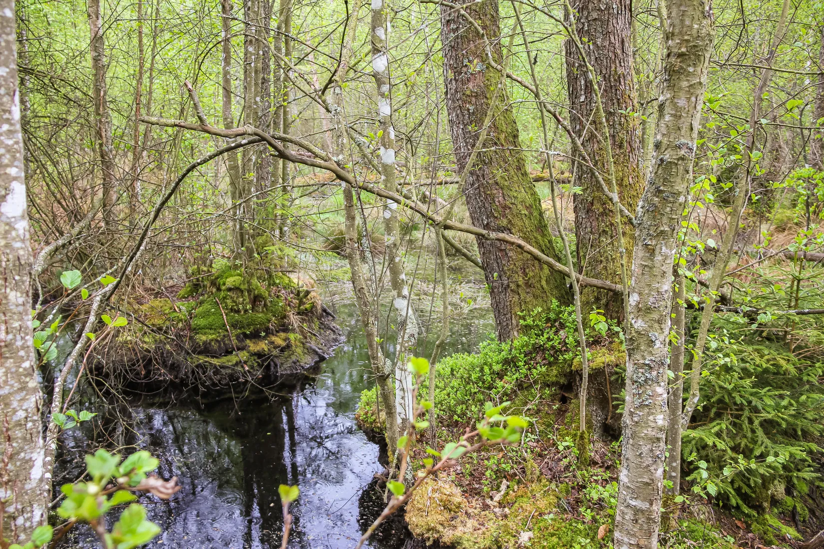Gård/Skog, Bassköpsvägen 466, Bockeboda, Kristianstad