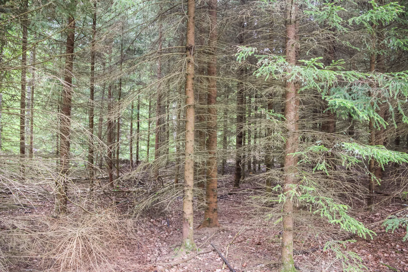 Gård/Skog, Bassköpsvägen 466, Bockeboda, Kristianstad