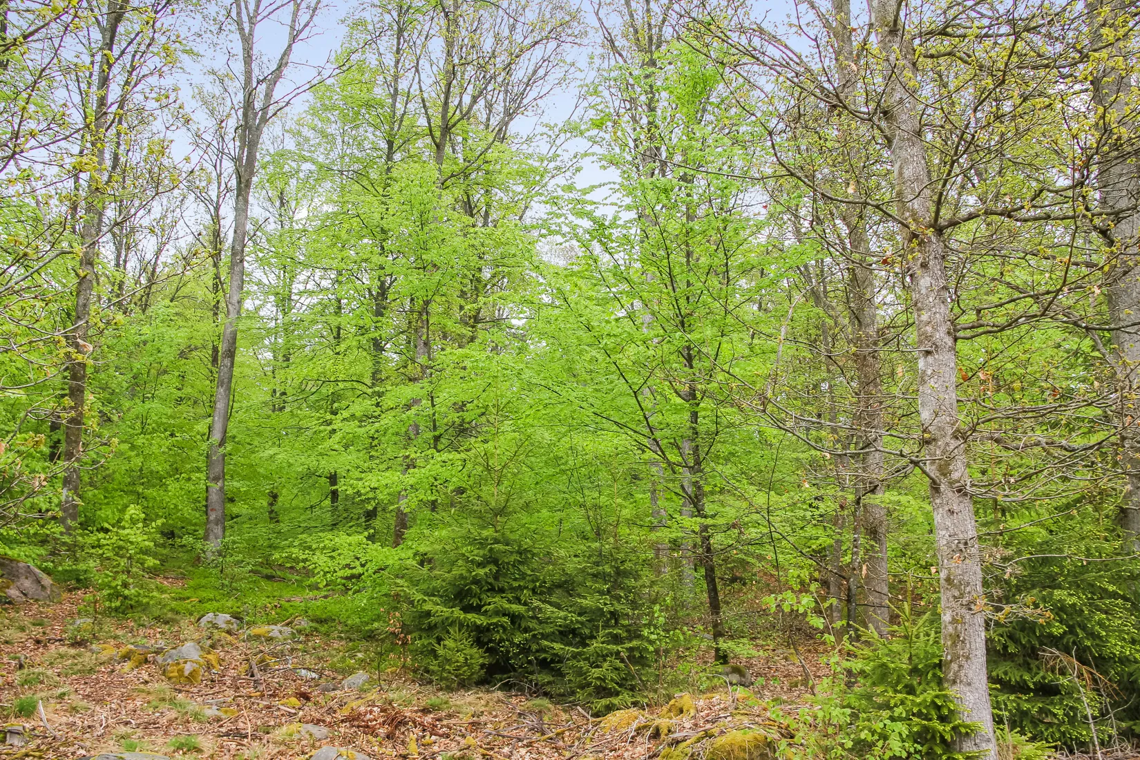 Gård/Skog, Bassköpsvägen 466, Bockeboda, Kristianstad
