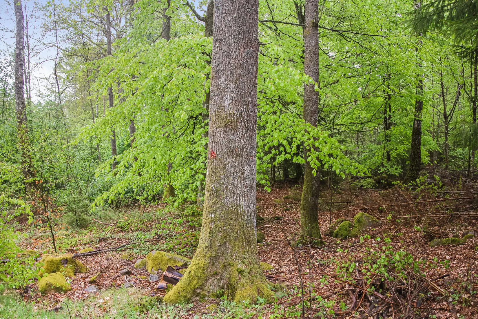 Gård/Skog, Bassköpsvägen 466, Bockeboda, Kristianstad