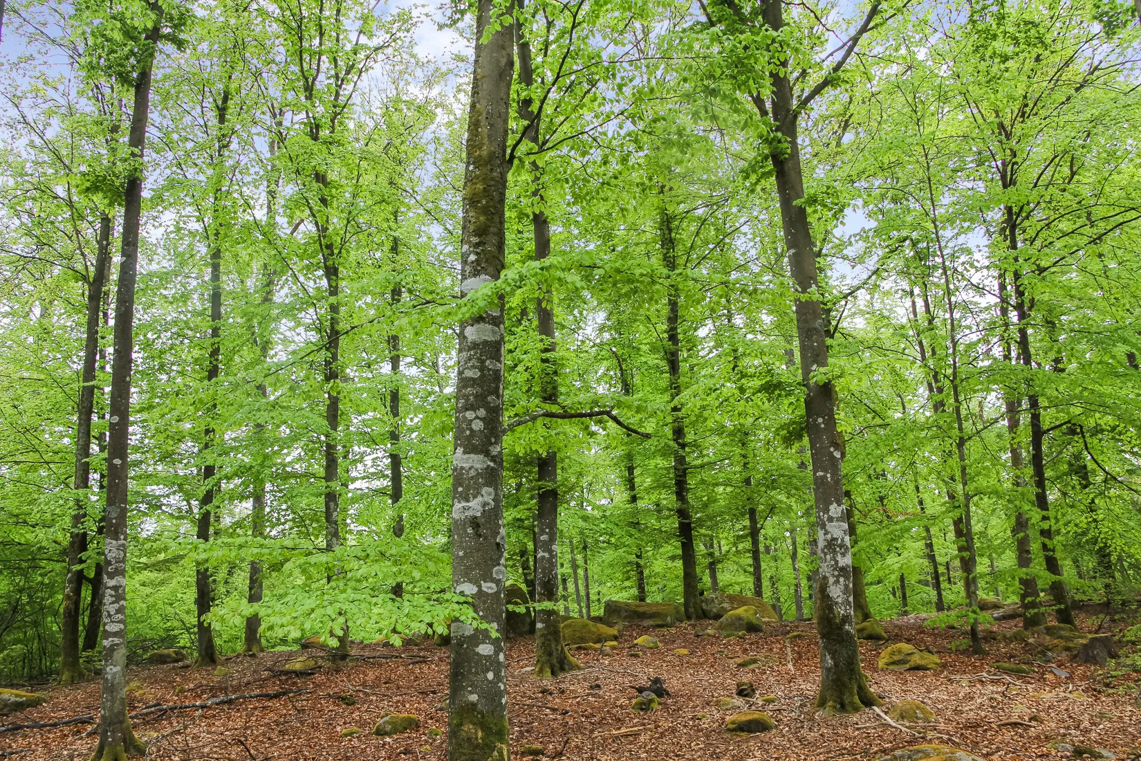Gård/Skog, Bassköpsvägen 466, Bockeboda, Kristianstad