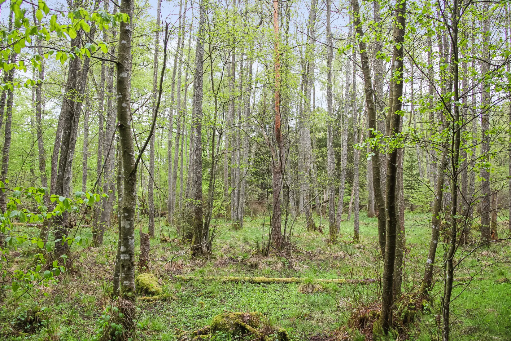 Gård/Skog, Bassköpsvägen 466, Bockeboda, Kristianstad