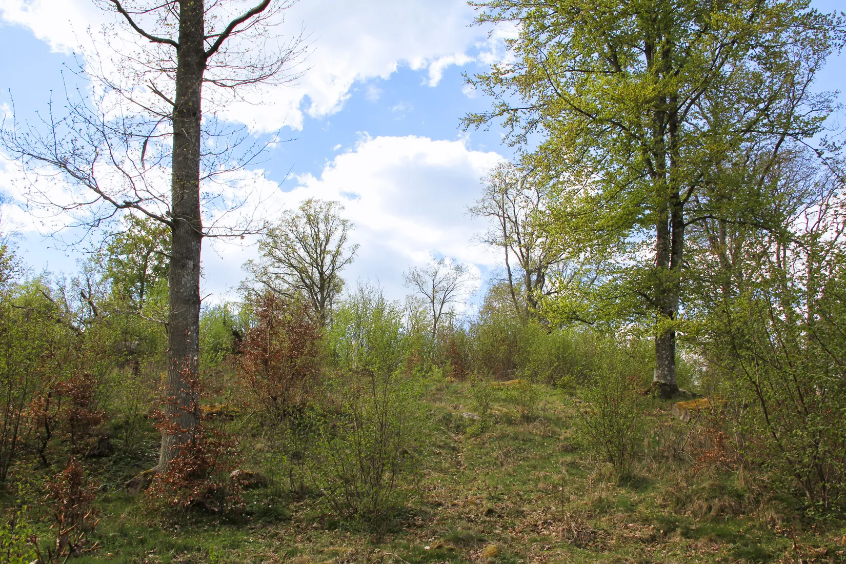 Gård/Skog, Röetvedsvägen 75, Arkelstorp, Kristianstad