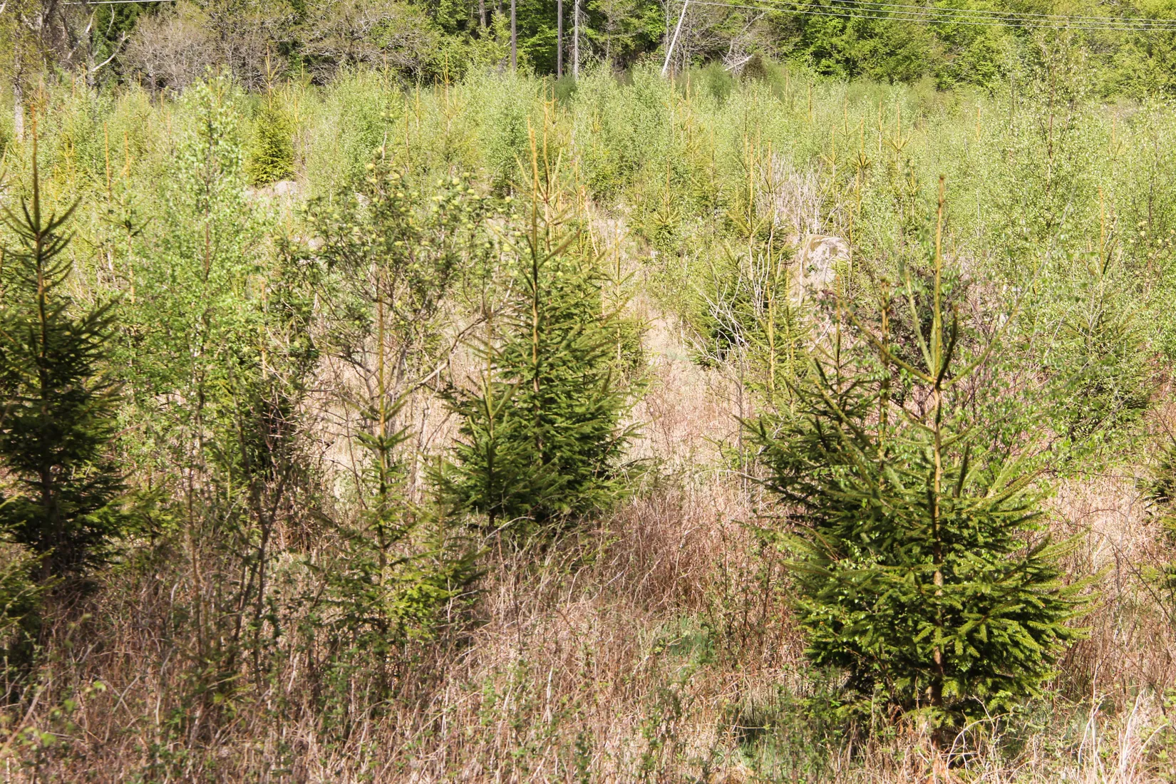 Gård/Skog, Röetvedsvägen 75, Arkelstorp, Kristianstad