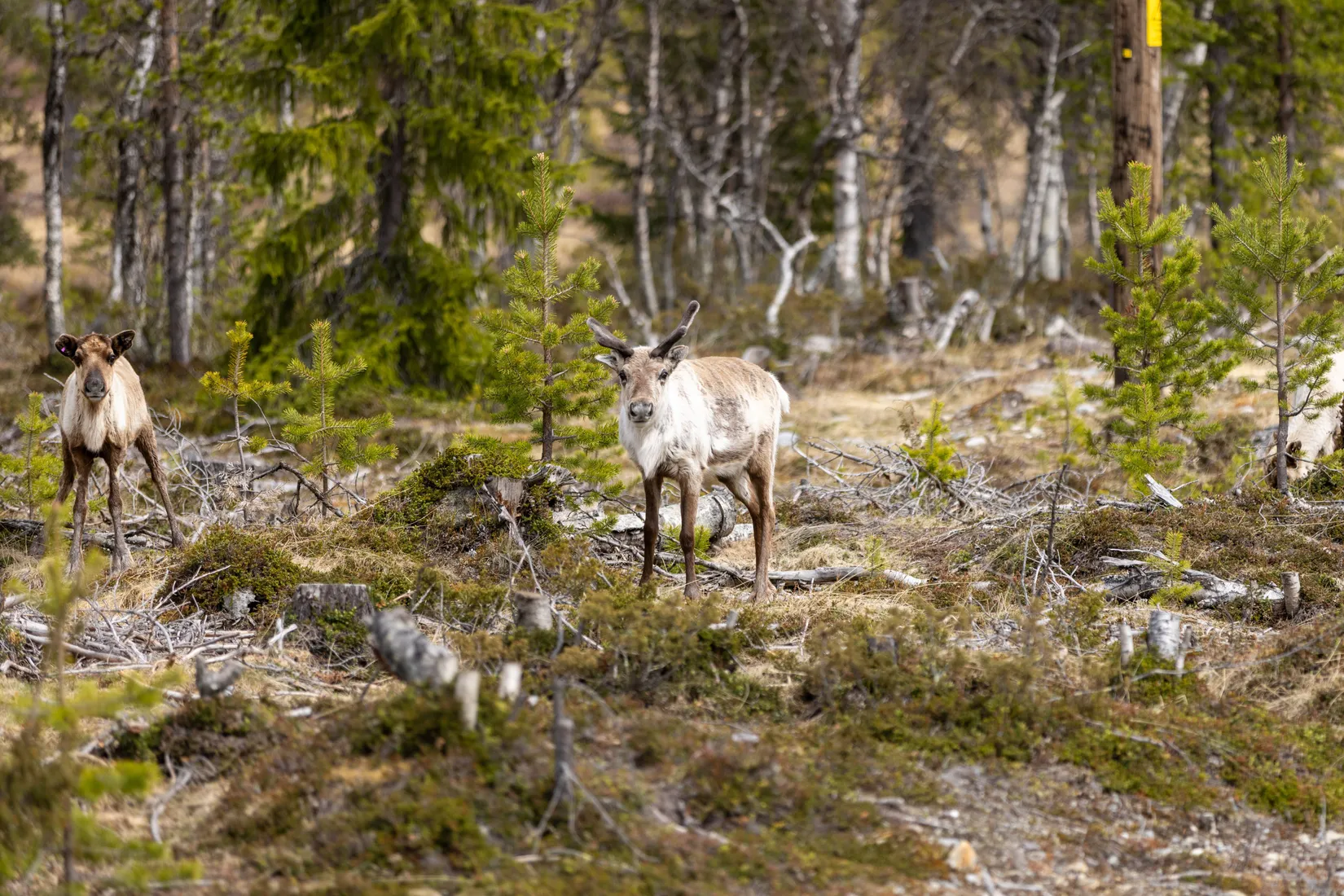 Fritidshus, Uggen Örnvägen 6, Härjedalen
