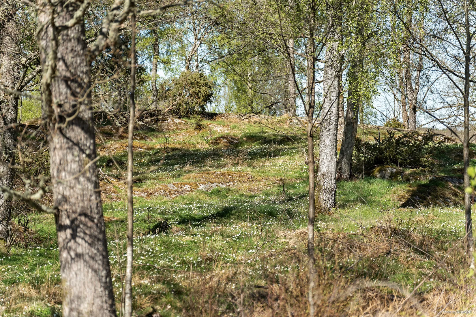 Tomt, Tomt 1-5 med adress Dalbogården, Hol, Vårgårda