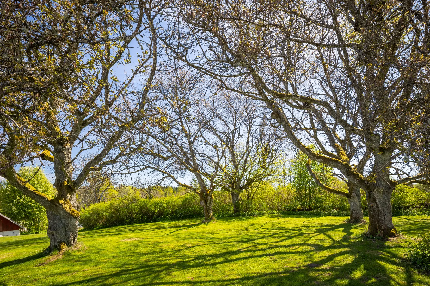 Gård/Skog, Arvidstorp 1, Lerdala, Skövde