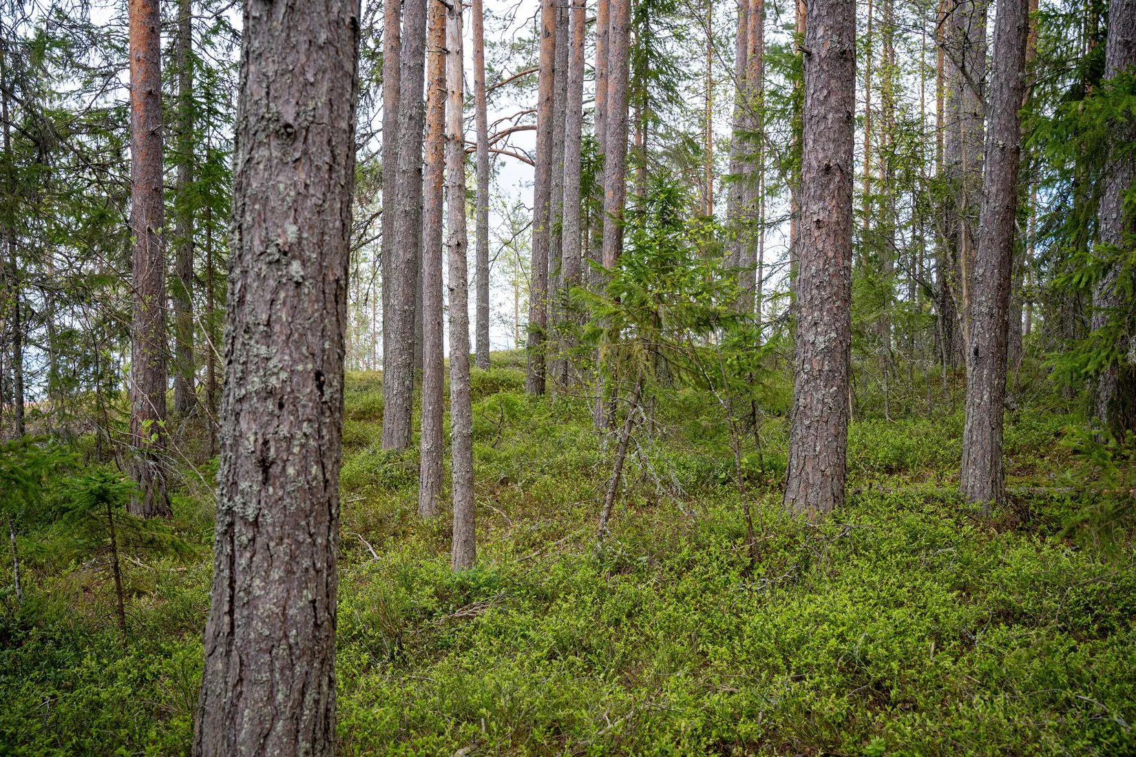 Gård/Skog, Hälledalsvägen 48, Ramvik, Härnösand