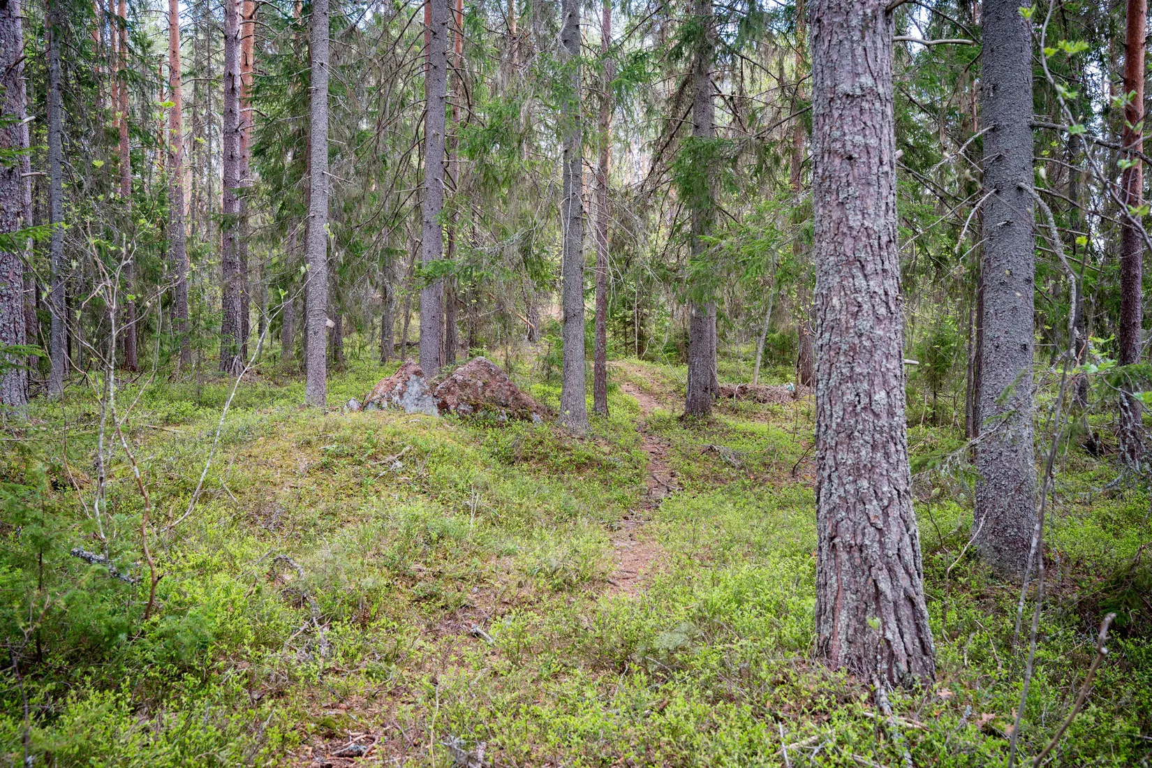 Gård/Skog, Hälledalsvägen 48, Ramvik, Härnösand