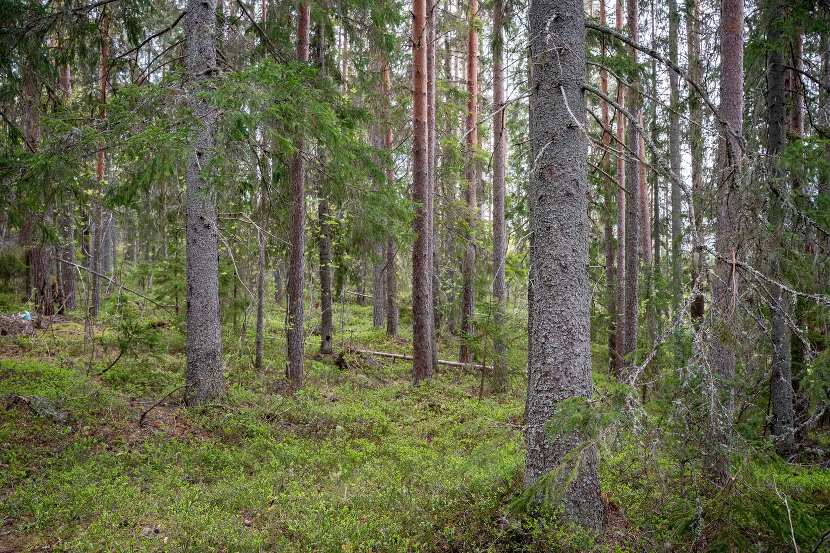 Gård/Skog, Hälledalsvägen 48, Ramvik, Härnösand