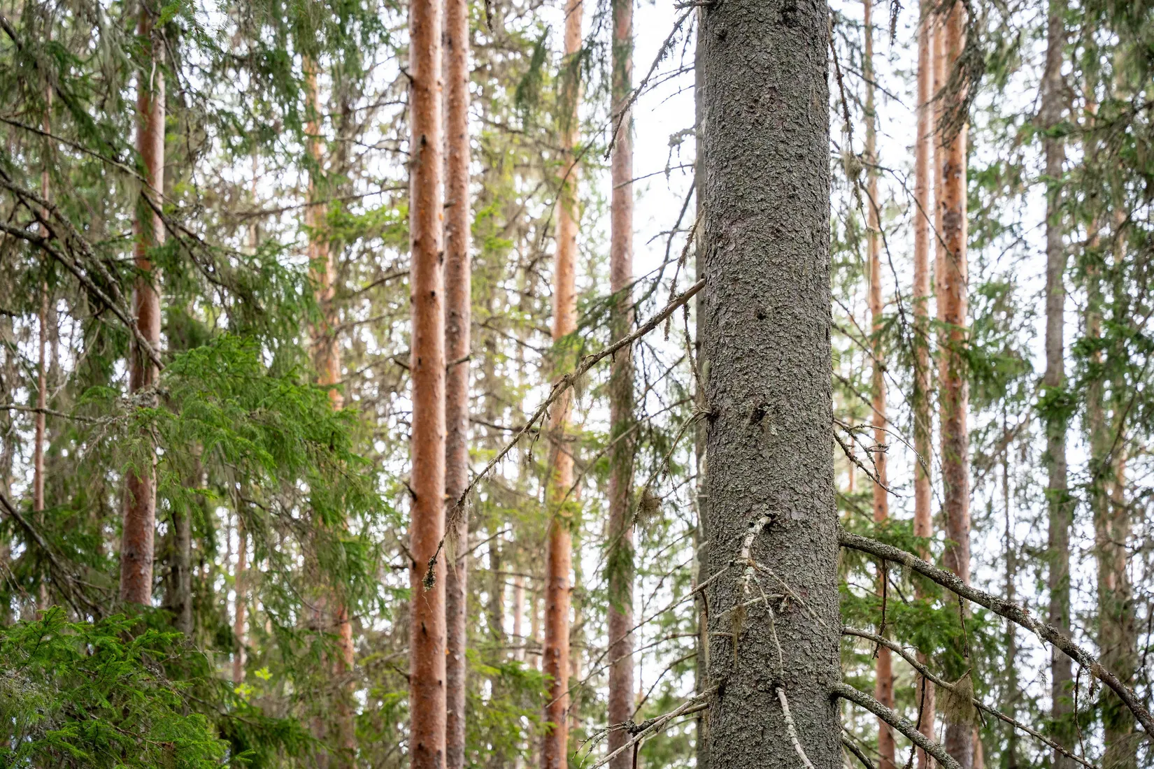 Gård/Skog, Hälledalsvägen 48, Ramvik, Härnösand