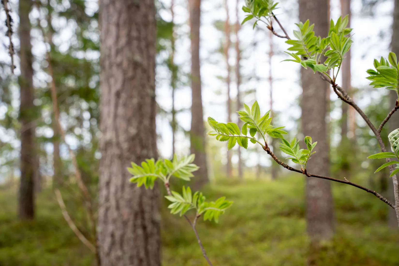 Gård/Skog, Hälledalsvägen 48, Ramvik, Härnösand